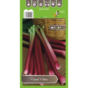 Rabarbar 'Victoria': Czerwone łodygi, zielone liście. Warzywo do ogrodu.