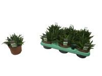 Aloes - Aloe Black Gem wys.15cm don.10,5cm