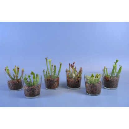 Sarracenia wys. 35cm don. 12cm