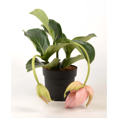 Madinilla wspaniała (Medinella Magnifica) - don. 19 cm