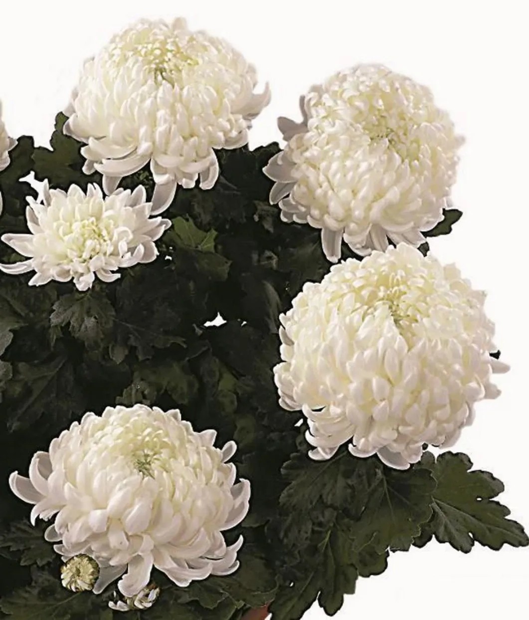 ARABIA エステリ \