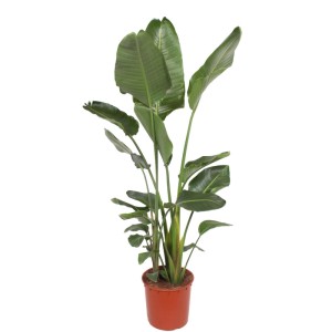 Strelicja biała (Strelitzia nicolai) wys. 180 cm, don. 34 cm