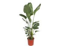 Strelicja biała (Strelitzia nicolai) wys. 180 cm, don. 34 cm