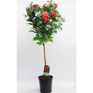 Czerwone i białe drzewko różane t.b.t. w doniczce.