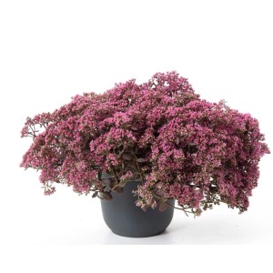 Rozchodnik mieszańcowy (Sedum hybridum 'Sunsparkler') don. 17 cm