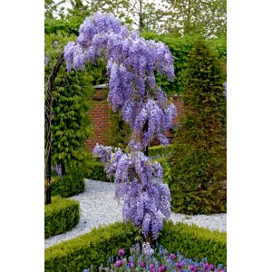 Kwitnąca glicynia (t.b.t.) jako ozdobne pnącze w ogrodzie.