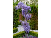 Wisteria w odmianach (Wisteria sp.)