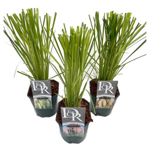 Trzy doniczki z zielonymi liśćmi trawy pampasowej odmiany t.b.t.