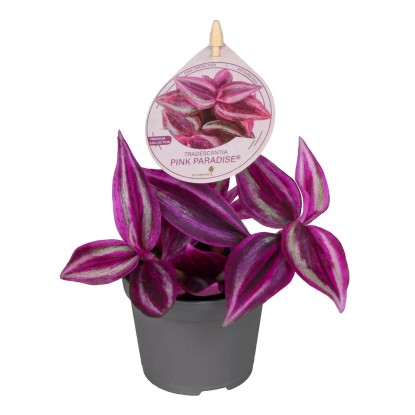 Trzykrotka (Tradescantia Pink Paradise) don. 6 cm