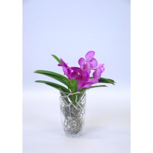 Fioletowa orchidea w szklanym wazonie, roślina doniczkowa.