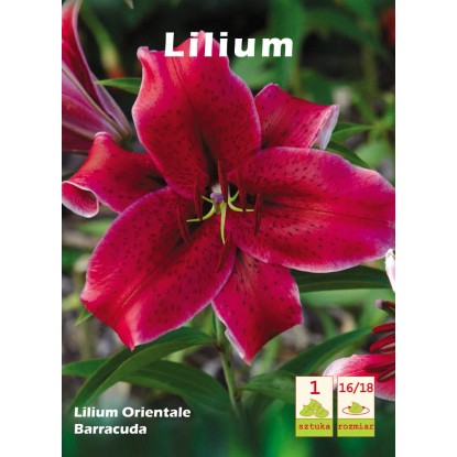 Lilia Barracuda - 2 szt.