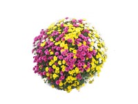 Chryzantema (Chrysanthemum sp.) samokrzew - don. 21 cm