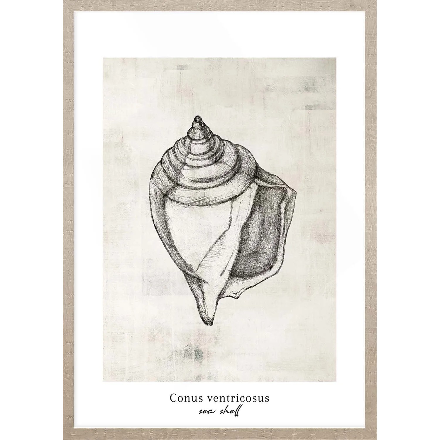 ARS LONGA Obraz CONUS SEA SHELL 53 x 73 cm