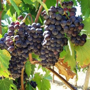 Dojrzałe, ciemne winogrona odmiany 'Dzikie wino' (Dzika winorośl) na krzewie.