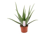 Aloes (Aloe Vera) - don. 19 cm