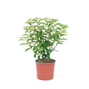 Laurowiśnia portugalska (Prunus lusitanica Angustifolia) don. 3 l