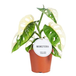 Pstrokaty kwiat doniczkowy Monstera w brązowej doniczce.