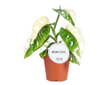 Monstera Adansonii Variegata don. 12 cm