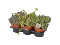 Sukulenty mix don. 14 cm