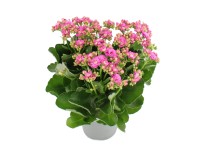 Żyworódka (Kalanchoe blossfeldiana Queen) mix  don. 12 cm