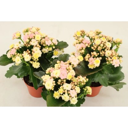 Żyworódka (Kalanchoe Mozaica) 3 kolory - don. 11 cm