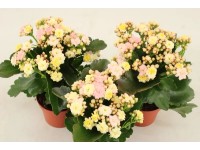 Żyworódka (Kalanchoe Mozaica) 3 kolory - don. 11 cm
