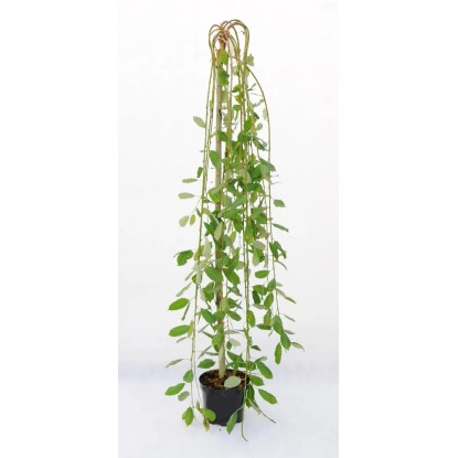 Wierzba Salix Caprea Kimarnock wys. 140 cm