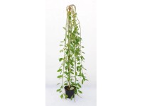 Wierzba Salix Caprea Kimarnock wys. 140 cm