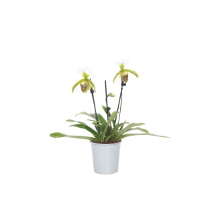Zielona orchidea w doniczce. Roślina doniczkowa na parapet lub stół.