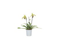 Paphiopedilum Leeanum 12cm