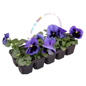 Niebiesko-fioletowe kwiaty t.b.t. w doniczce. Idealne na rabaty i balkony.