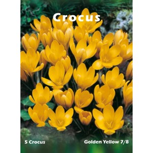 Żółte cebulki krokusów, idealne do wiosennych ogrodów.