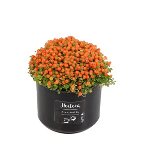 Netera granadenis Astrid wys. 10cm