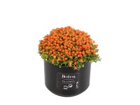 Netera granadenis Astrid wys. 10cm
