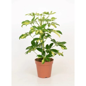 Szefflera w doniczce, zielone liście z żółtymi akcentami.