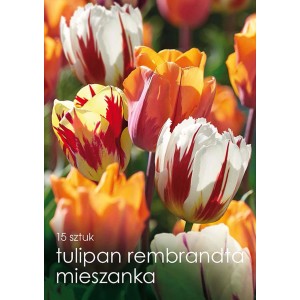 Tulipany 'Rembrandt Mix': Kolorowe kwiaty w kolorach żółtym, pomarańczowym, czerwonym i białym. Idealne na rabaty i do ogrodów.