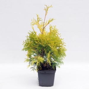 Żółto-zielona tuja w doniczce, rośliny cyprysowate do ogrodu i na balkon.