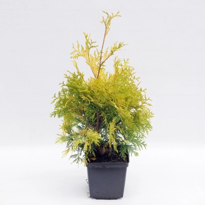 Tuja (Thuja) zachodnia Occidentalis Yellow Ribbon