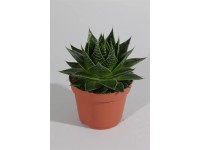 Aloe Cosmo wys. 15-20cm don. 10,5cm