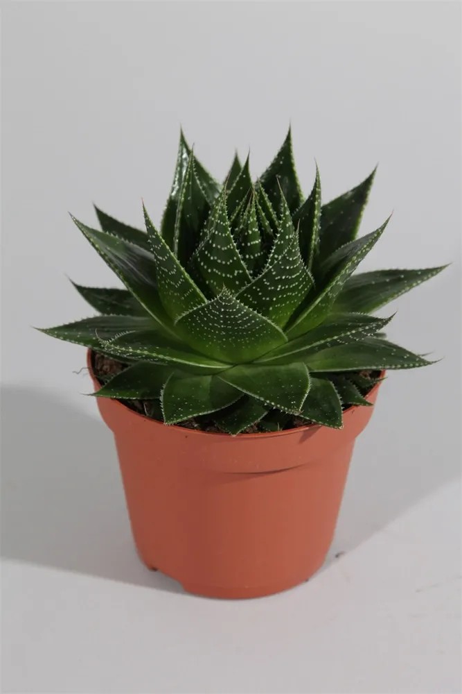 how to store the aloe vera gel Aloe Vera Gel Set  Artnaturals-store