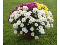 Chryzantema (Chrysanthemum sp.) drobnokwiatowa Carnaval - don. 19 cm