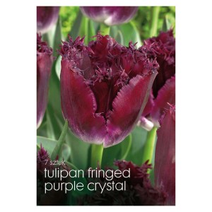 Zbliżenie ciemnofioletowego, postrzępionego tulipana 'Purple Crystal'.