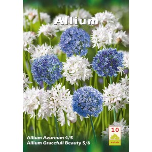 Niebieskie i białe kwiaty czosnku ozdobnego (Allium) na rabacie. Ozdobne rośliny cebulowe do ogrodu.