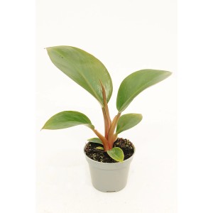 Doniczkowa roślina pokojowa t.b.t. z zielonymi liśćmi.