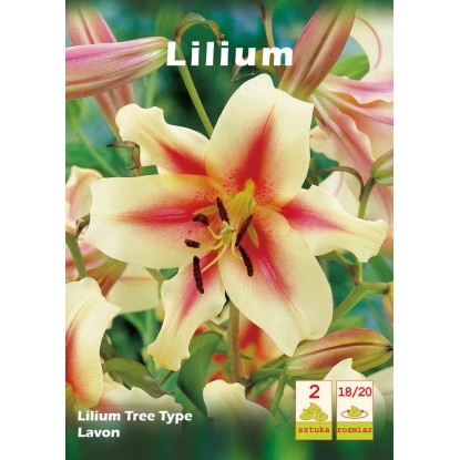 Lilia Lavon 2 szt.