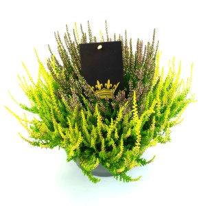 Wrzos Colour Crown w doniczce, żółto-fioletowy Calluna vulgaris, na balkon i do ogrodu.