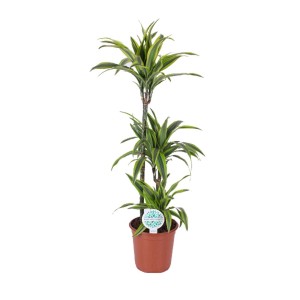 T.b.t. Zielona roślina z żółtymi paskami na liściach w brązowej doniczce.