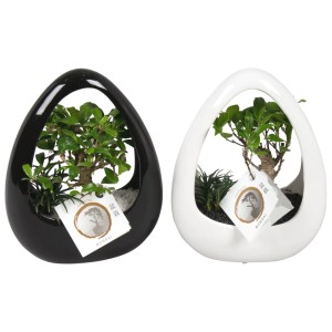 Dwa drzewka bonsai t.b.t. w czarnych i białych ceramicznych doniczkach.