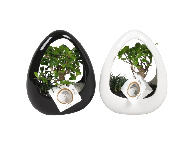 ist ficus ginseng ein bonsai Ficus Ginseng Bonsai main image 1