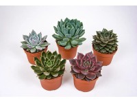 Eszeweria (Echeveria) de Luxe mix - don. 10,5 cm